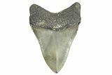 Serrated, Fossil Megalodon Tooth - North Carolina #365994-1